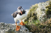 Atlantic puffin on clifftop rock puffin,puffins,Atlantic puffin,Fratercula arctica,bird,birds,seabird,seabirds,sea bird,sea birds,shallow focus,negative space,grass,adult,cliff,rock,Ciconiiformes,Herons Ibises Storks and Vultures,Alc