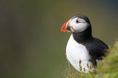 Atlantic puffin portrait puffin,puffins,Atlantic puffin,Fratercula arctica,bird,birds,seabird,seabirds,sea bird,sea birds,shallow focus,negative space,grass,adult,face,beak,portrait,Ciconiiformes,Herons Ibises Storks and Vult