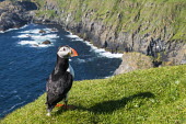 Atlantic puffin at clifftop edge puffin,puffins,Atlantic puffin,Fratercula arctica,bird,birds,seabird,seabirds,sea bird,sea birds,negative space,grass,adult,landscape,habitat,breeding habitat,cliff,clifftop,sea,marine,shadow,Ciconiif