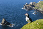 Atlantic puffin at clifftop edge puffin,puffins,Atlantic puffin,Fratercula arctica,bird,birds,seabird,seabirds,sea bird,sea birds,negative space,grass,adult,landscape,habitat,breeding habitat,cliff,clifftop,sea,marine,Ciconiiformes,H