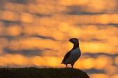 Atlantic puffins at clifftop edge at sunset puffin,puffins,Atlantic puffin,Fratercula arctica,bird,birds,seabird,seabirds,sea bird,sea birds,adult,sunlight,evening light,sunset,clifftop,edge,Ciconiiformes,Herons Ibises Storks and Vultures,Alcid