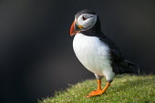 Atlantic puffin puffin,puffins,Atlantic puffin,Fratercula arctica,bird,birds,seabird,seabirds,sea bird,sea birds,shallow focus,negative space,grass,adult,portrait,dark background,Ciconiiformes,Herons Ibises Storks an