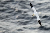 Northern gannet in flight gannet,gannets,Morus bassanus,bird,birds,seabird,seabirds,sea bird,sea birds,adult,flight,in flight,flying,shallow focus,negative space,Aves,Birds,Pelicans and Cormorants,Pelecaniformes,Chordates,Chor