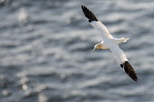 Northern gannet in flight gannet,gannets,Morus bassanus,bird,birds,seabird,seabirds,sea bird,sea birds,adult,flight,in flight,flying,shallow focus,negative space,Aves,Birds,Pelicans and Cormorants,Pelecaniformes,Chordates,Chor