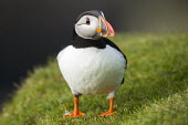 Atlantic puffin puffin,puffins,Atlantic puffin,Fratercula arctica,bird,birds,seabird,seabirds,sea bird,sea birds,shallow focus,negative space,grass,adult,portrait,dark background,facing camera,Ciconiiformes,Herons Ib