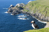 Atlantic puffin at clifftop edge puffin,puffins,Atlantic puffin,Fratercula arctica,bird,birds,seabird,seabirds,sea bird,sea birds,negative space,grass,adult,landscape,habitat,breeding habitat,cliff,clifftop,sea,marine,Ciconiiformes,H