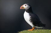 Atlantic puffin puffin,puffins,Atlantic puffin,Fratercula arctica,bird,birds,seabird,seabirds,sea bird,sea birds,shallow focus,negative space,grass,adult,portrait,side view,Ciconiiformes,Herons Ibises Storks and Vult