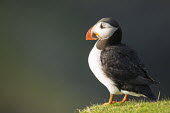 Atlantic puffin puffin,puffins,Atlantic puffin,Fratercula arctica,bird,birds,seabird,seabirds,sea bird,sea birds,shallow focus,negative space,grass,adult,portrait,side view,Ciconiiformes,Herons Ibises Storks and Vult