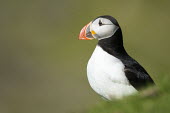 Atlantic puffin portrait puffin,puffins,Atlantic puffin,Fratercula arctica,bird,birds,seabird,seabirds,sea bird,sea birds,shallow focus,negative space,grass,adult,face,beak,portrait,Ciconiiformes,Herons Ibises Storks and Vult