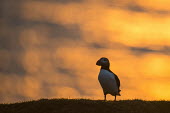 Atlantic puffins at clifftop edge at sunset puffin,puffins,Atlantic puffin,Fratercula arctica,bird,birds,seabird,seabirds,sea bird,sea birds,adult,sunlight,evening light,sunset,clifftop,edge,Ciconiiformes,Herons Ibises Storks and Vultures,Alcid