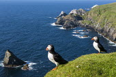 Atlantic puffin at clifftop edge puffin,puffins,Atlantic puffin,Fratercula arctica,bird,birds,seabird,seabirds,sea bird,sea birds,negative space,grass,adult,landscape,habitat,breeding habitat,cliff,clifftop,sea,marine,two,pair,Ciconi