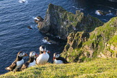 Atlantic puffins congregating at clifftop edge puffin,puffins,Atlantic puffin,Fratercula arctica,bird,birds,seabird,seabirds,sea bird,sea birds,grass,adult,adults,landscape,habitat,breeding habitat,cliff,clifftop,sea,marine,group,Ciconiiformes,Her