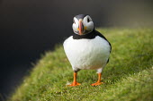 Atlantic puffin puffin,puffins,Atlantic puffin,Fratercula arctica,bird,birds,seabird,seabirds,sea bird,sea birds,shallow focus,negative space,grass,adult,portrait,dark background,facing camera,Ciconiiformes,Herons Ib