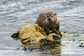 European otter on shoreline rocks common otter,Lutra lutra,otter,otters,European otter,mammals,carnivore,carnivores,shore,marine,sea,shoreline,rocks,shallow focus,negative space,coast,coastal,looking towards camera,swim,swimming,hunti