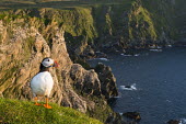 Atlantic puffin at clifftop edge puffin,puffins,Atlantic puffin,Fratercula arctica,bird,birds,seabird,seabirds,sea bird,sea birds,negative space,grass,adult,landscape,habitat,breeding habitat,cliff,clifftop,sea,marine,Ciconiiformes,H