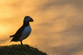 Atlantic puffin at clifftop edge at sunset puffin,puffins,Atlantic puffin,Fratercula arctica,bird,birds,seabird,seabirds,sea bird,sea birds,grass,adult,landscape,cliff,clifftop,sea,marine,sunset,Ciconiiformes,Herons Ibises Storks and Vultures,