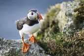 Atlantic puffin on clifftop rock puffin,puffins,Atlantic puffin,Fratercula arctica,bird,birds,seabird,seabirds,sea bird,sea birds,shallow focus,negative space,grass,adult,cliff,rock,portrait,Ciconiiformes,Herons Ibises Storks and Vul