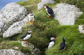 Atlantic puffins circling rocks at clifftop edge puffin,puffins,Atlantic puffin,Fratercula arctica,bird,birds,seabird,seabirds,sea bird,sea birds,grass,adult,adults,landscape,habitat,breeding habitat,group,Ciconiiformes,Herons Ibises Storks and Vult