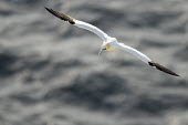 Northern gannet in flight gannet,gannets,Morus bassanus,bird,birds,seabird,seabirds,sea bird,sea birds,adult,flight,in flight,flying,shallow focus,negative space,Aves,Birds,Pelicans and Cormorants,Pelecaniformes,Chordates,Chor