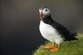 Atlantic puffin puffin,puffins,Atlantic puffin,Fratercula arctica,bird,birds,seabird,seabirds,sea bird,sea birds,shallow focus,negative space,grass,adult,portrait,dark background,Ciconiiformes,Herons Ibises Storks an