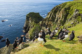 Atlantic puffins congregating at clifftop edge puffin,puffins,Atlantic puffin,Fratercula arctica,bird,birds,seabird,seabirds,sea bird,sea birds,grass,adult,adults,landscape,habitat,breeding habitat,cliff,clifftop,sea,marine,group,Ciconiiformes,Her