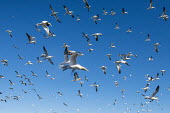 Northern gannets in flight gannet,gannets,Morus bassanus,bird,birds,seabird,seabirds,sea bird,sea birds,adult,adults,flight,in flight,flying,flock,group,pattern,Aves,Birds,Pelicans and Cormorants,Pelecaniformes,Chordates,Chorda