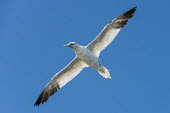 Northern gannet in flight gannet,gannets,Morus bassanus,bird,birds,seabird,seabirds,sea bird,sea birds,adult,flight,in flight,flying,underneath,view from underneath,blue sky,Aves,Birds,Pelicans and Cormorants,Pelecaniformes,Ch