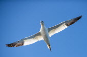 Northern gannet in flight gannet,gannets,Morus bassanus,bird,birds,seabird,seabirds,sea bird,sea birds,adult,flight,in flight,flying,underneath,view from underneath,blue sky,Aves,Birds,Pelicans and Cormorants,Pelecaniformes,Ch