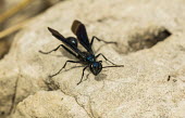 Blue wasp USA,insects,insect,Animalia,Arthropoda,Insecta,Hymenoptera,wasp,wasps,blue,on ground,shallow focus,stone,Insects