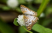 Butterfly USA,insects,insect,Animalia,Arthropoda,arthropod,arthropods,Insecta,Lepidoptera,butterfly,butterflies,shallow focus,sunny,portrait,wings,feeding,flower,Insects