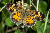 Butterfly USA,insects,insect,Animalia,Arthropoda,arthropod,arthropods,Insecta,Lepidoptera,butterfly,butterflies,shallow focus,sunny,portrait,wings,scales,Insects