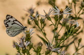 Butterfly USA,insects,insect,Animalia,Arthropoda,arthropod,arthropods,Insecta,Lepidoptera,butterfly,butterflies,feeding,flower,flowers,shallow focus,negative space,white,black and white,b&w,Insects