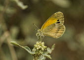 Butterfly USA,insects,insect,Animalia,Arthropoda,arthropod,arthropods,Insecta,Lepidoptera,butterfly,butterflies,shallow focus,negative space,Insects