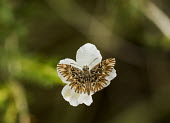 Common streaky-skipper USA,insects,insect,Animalia,Arthropoda,arthropod,arthropods,Insecta,Lepidoptera,Hesperiidae,Pyrgini,Celotes,C. nessus,Celotes nessus,nessus,butterfly,butterflies,skipper,skippers,shallow focus,negativ