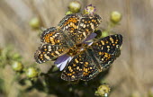 Fritillary USA,insects,insect,Animalia,Arthropoda,Insecta,Lepidoptera,Nymphalidae,Argynnis,fritillary,butterfly,butterflies,two,pair,feeding,eating,flower,shallow focus,pattern,adult,Insects