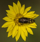 Flower beetle USA,insects,insect,Animalia,Arthropoda,Insecta,Coleoptera,beetle,beetles,flower,yellow flower,shallow focus,pollen,Insects