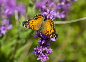 Butterfly USA,insects,insect,Animalia,Arthropoda,arthropod,arthropods,Insecta,Lepidoptera,butterfly,butterflies,shallow focus,negative space,sunny,purple flowers,portrait,Insects