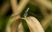 USA,insects,insect,Animalia,Arthropoda,Insecta,Odonata,dragonfly,dragonflies,shallow focus,adult,perched,negative space,green,green eyes,leaf,dry leaf,Insects