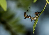 Harris's three spot USA,insects,insect,Animalia,Arthropoda,Insecta,Lepidoptera,Noctuidae,Harrisimemna,H. trisignata,Harrisimemna trisignata,trisignata,moth,moths,caterpillar,caterpillars,camouflage,behaviour,unusual,shal