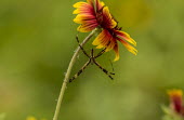 USA,Animalia,Arthropoda,Chelicerata,Arachnida,spider,spiders,x,cross,flower,shallow focus,negative space,green background,central,centre,Insects