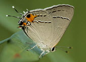 Gray hairstreak USA,insects,insect,Animalia,Arthropoda,Insecta,Lepidoptera,Lycaenidae,Strymon,S. melinus,Strymon melinus,melinus,hairstreak,hairstreaks,butterfly,butterflies,shallow focus,close-up,close up,scales,win