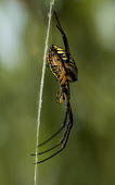 Orb spider USA,Animalia,Arthropoda,Chelicerata,Arachnida,spider,spiders,orb spider,orb spiders,side view,shallow focus,web,Insects