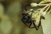 Wasp feeding USA,insects,insect,Animalia,Arthropoda,Insecta,Hymenoptera,wasp,wasps,shallow focus,feeding,flower,eat,eating,pollen,Insects