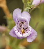 Ant Eating Pollen USA,plants,plant,flower,pollen,ant,feeding,eating,close up,close-up,shallow focus,orchid,Plants