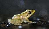 Madagascan frog in road Madagascar,amphibians,amphibian,Animalia,Chordata,Amphibia,Anura,frog,frogs,flash,night,road,side,shallow focus