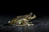 Madagascan frog in road Madagascar,amphibians,amphibian,Animalia,Chordata,Amphibia,Anura,frog,frogs,flash,night,road,side,shallow focus