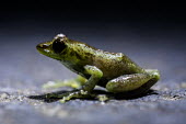 Madagascan frog in road Madagascar,amphibians,amphibian,Animalia,Chordata,Amphibia,Anura,frog,frogs,flash,night,road,side,shallow focus