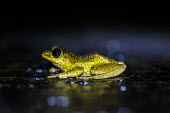 Madagascan frog in road Madagascar,amphibians,amphibian,Animalia,Chordata,Amphibia,Anura,frog,frogs,flash,night,road,side,shallow focus,yellow