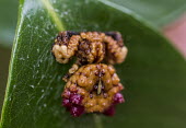 Berry spider Madagascar,Animalia,Arthropoda,Arachnida,arachnid,arachnids,spider,spiders,unusual,berry spider,berry spiders