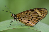 Encedon acraea Madagascar,insects,insect,Encedon Acraea,Acraea encedon,Acraea,encedon,Animalia,Arthropoda,arthropod,arthropods,Insecta,Lepidoptera,Nymphalidae,side view,portrait,shallow focus,adult,perched,green bac